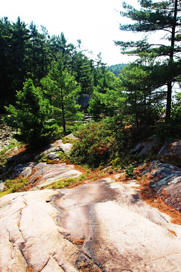 Pines III by Deb Oppermann